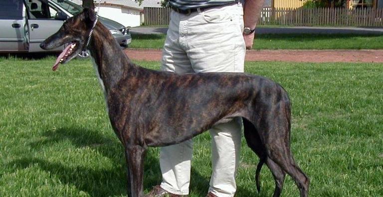 Qual é o cachorro mais rápido do mundo?