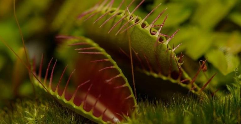Como funcionam as plantas carnívoras?