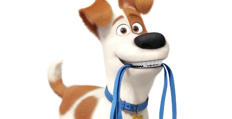 5 dicas que vão mudar a forma como você passeia com o seu cachorro