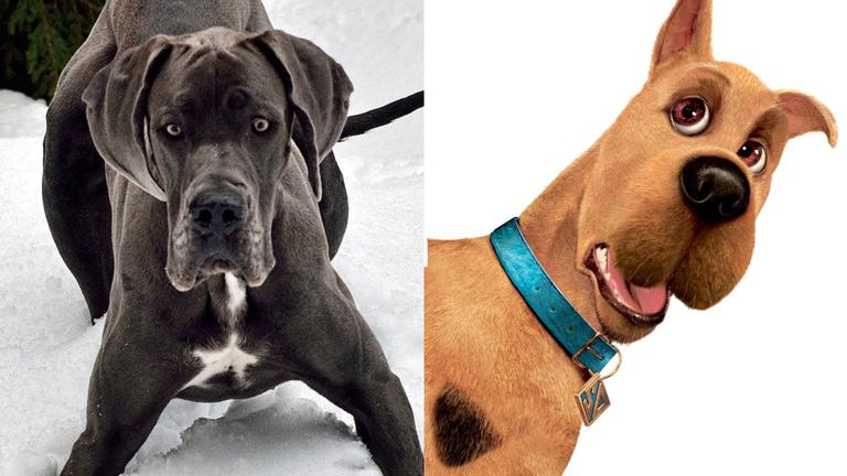 Raça que inspirou Scooby Doo encontra menor popularidade em 50 anos