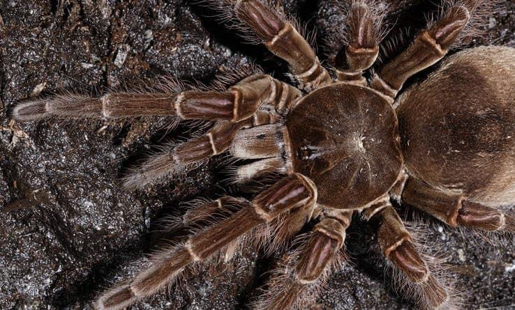 Golias Birdeater, conheça a maior aranha do mundo