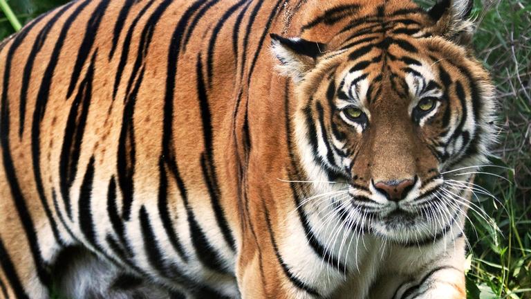Bengala, óculos, bandeira… Entenda a origem dos nomes dos animais