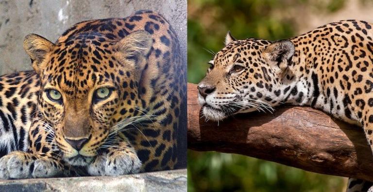 O que diferencia a onça do leopardo?