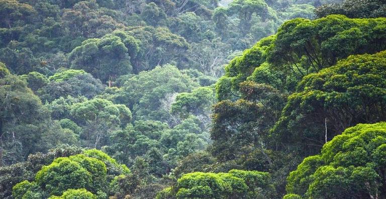 10 fatos que você não sabia sobre a Mata Atlântica