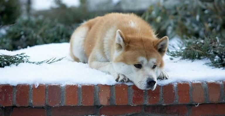 Hachiko: Conheça a história do cão mais leal do mundo