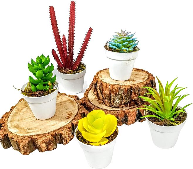 plantas