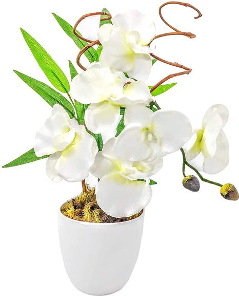 plantas