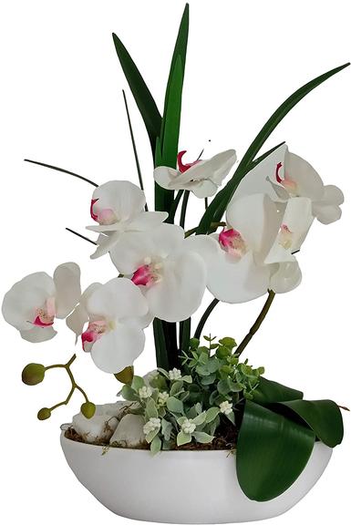 plantas