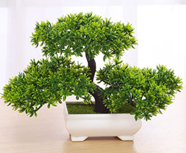 plantas