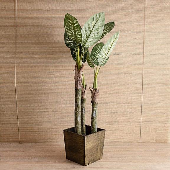 plantas