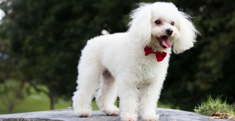 Conheça algumas das principais características do Poodle