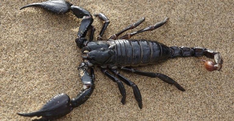 7 animais que são inofensivos, mas parecem muito perigosos