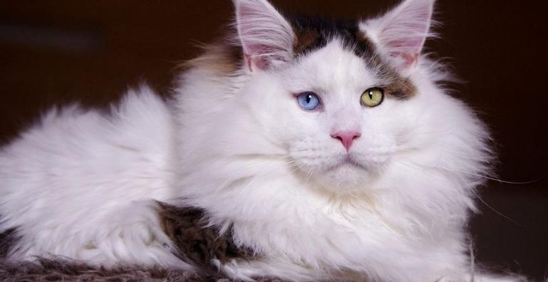De cérebro mais pesado a língua mais comprida: 7 recordes incríveis do mundo animal