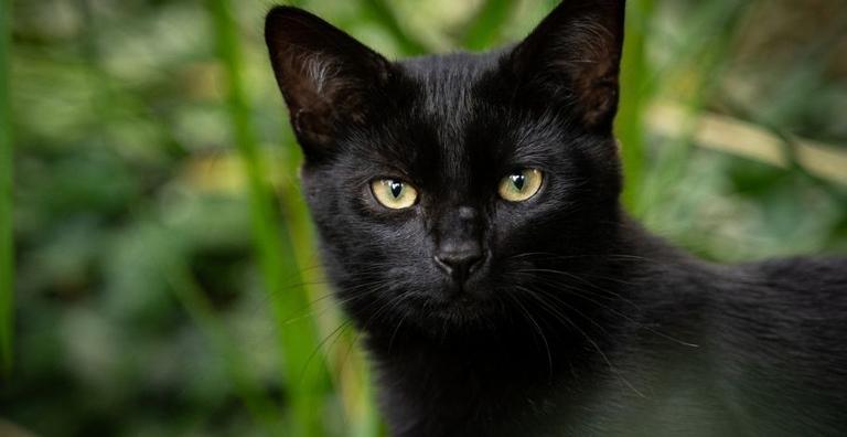 Descubra quais são os 7 maiores mitos sobre os gatos