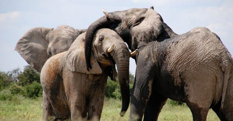Os maiores mitos e verdades sobre o reino animal
