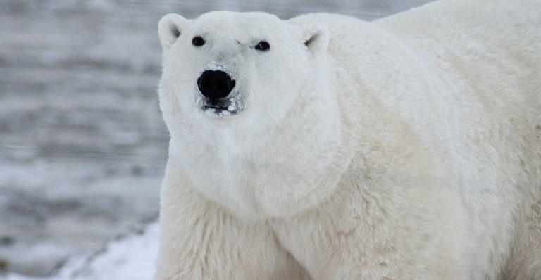 Gigante do Gelo: Saiba mais sobre o urso-polar