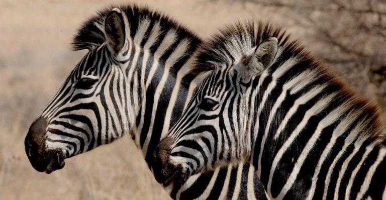 Qual é a verdadeira cor da zebra?