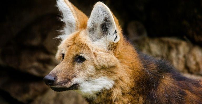 Lobo-guará: O animal considerado símbolo do Brasil