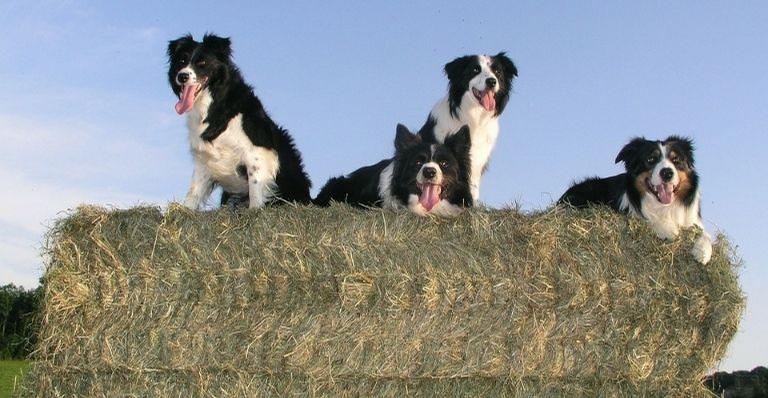 Do Border Collie ao Australian cattle dog: As 10 raças de cães mais inteligentes do mundo