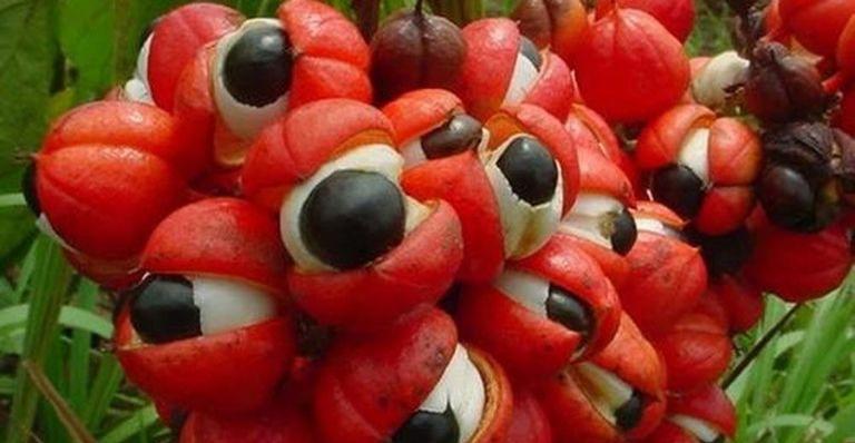 Guaraná: Conheça o fruto que deu origem ao famoso refrigerante brasileiro