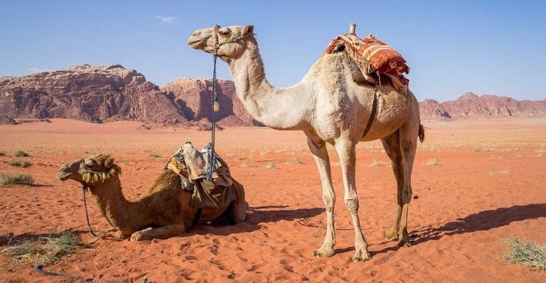 Super-heróis do deserto: Saiba mais sobre os camelos