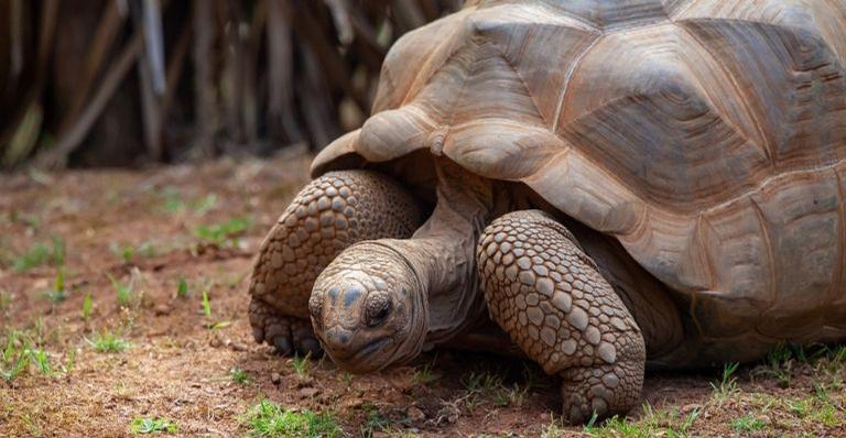 Além das tartarugas: 4 animais que têm a vida longa