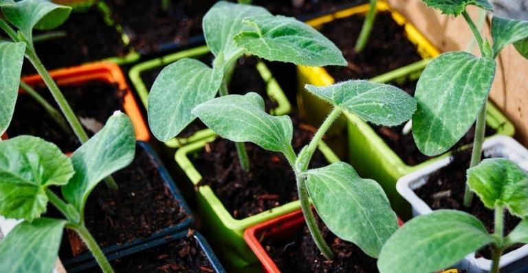 4 dicas para ter uma horta dentro de casa