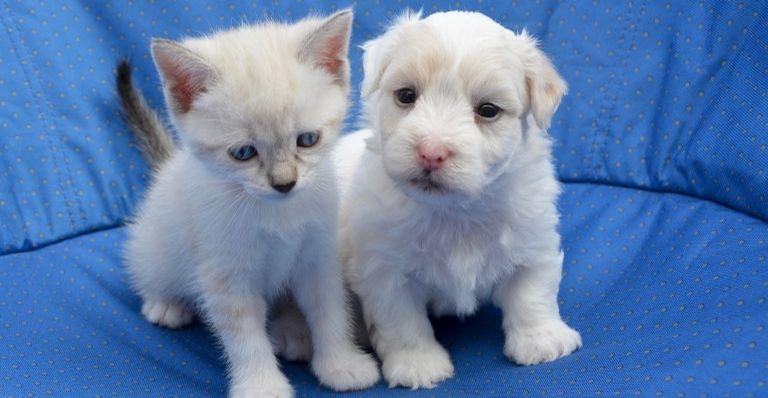 4 dicas necessárias para cuidar de um pet filhote
