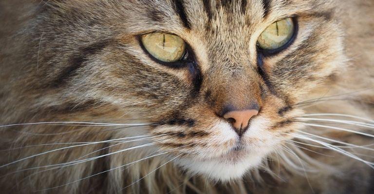 Por que a parte preta dos olhos dos gatos muda de formato?