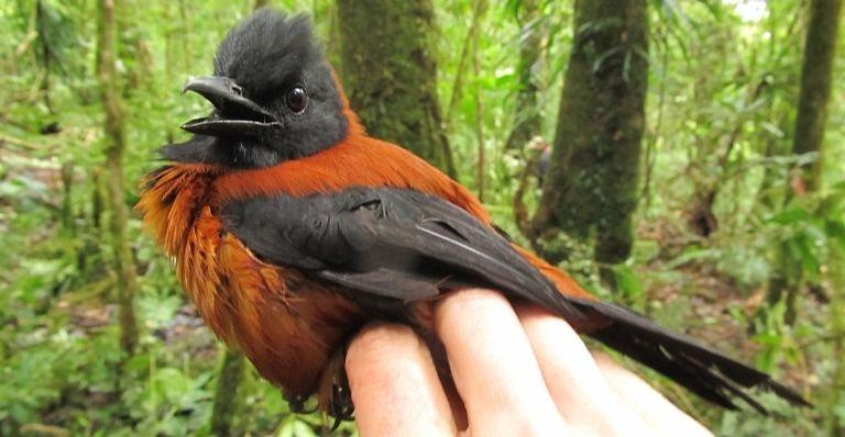 De moluscos a pássaros: 6 animais que possuem venenos poderosos