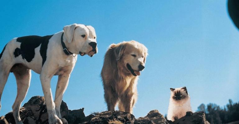 pets