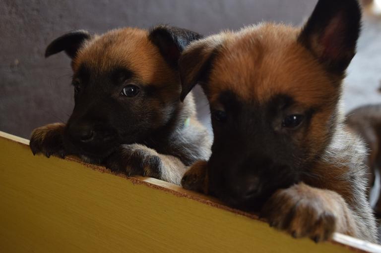 Cachorrinho
