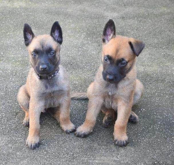 Cachorrinho