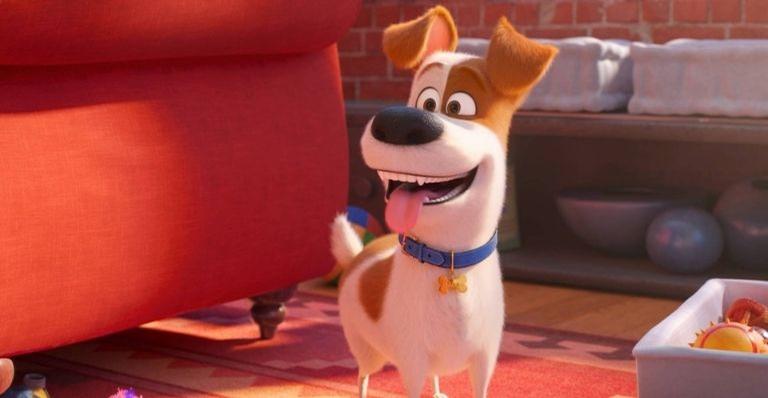 Entenda 11 coisas estranhas que todo cachorro faz