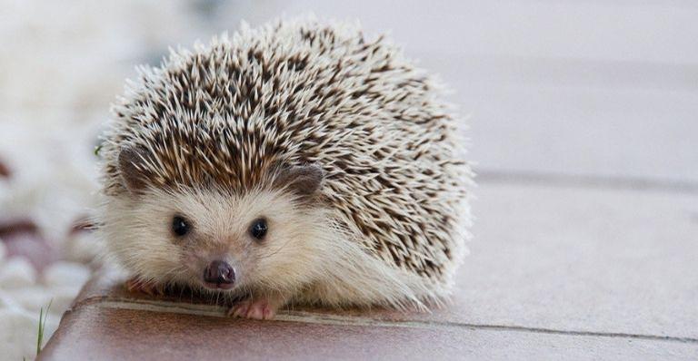 Camuflados: 8 animais que precisam se transformar para fugir dos predadores