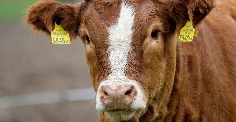 Achocolatado vem de vacas marrons? 16 milhões de americanos acreditam que sim