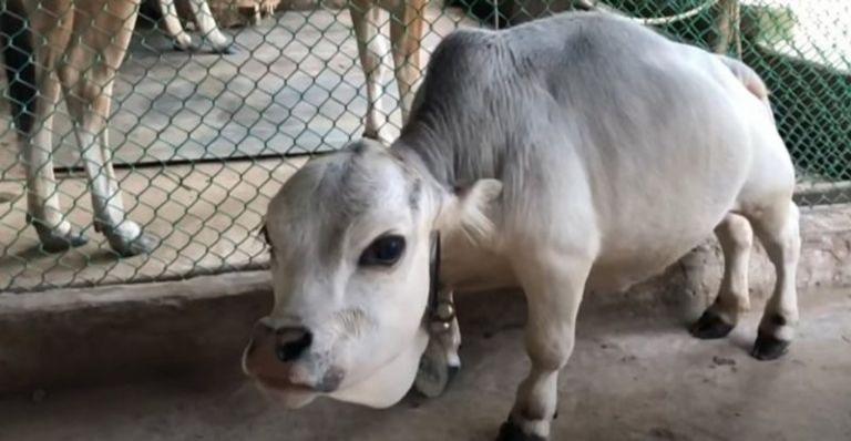 Prestes a ser incluída no Guinness World Records, morre menor vaca do mundo