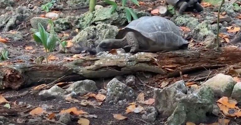 Vídeo mostra tartaruga caçando passarinho e cenas chocam; confira