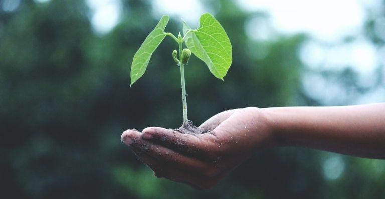 4 dicas para ensinar as crianças a plantar e preservar o planeta