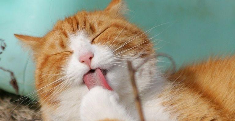 Afinal, podemos dar banho nos gatos?