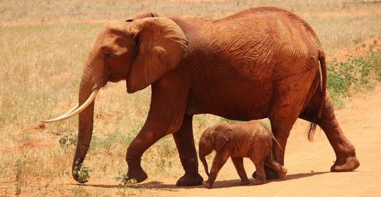 Savana: Saiba tudo sobre o funcionamento deste bioma