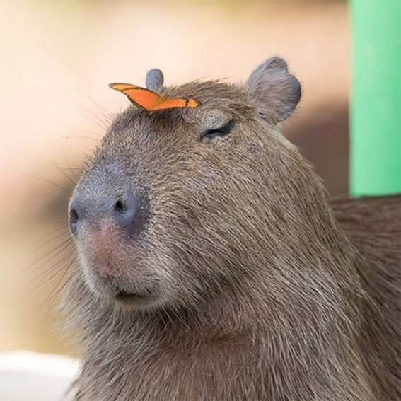 capivara