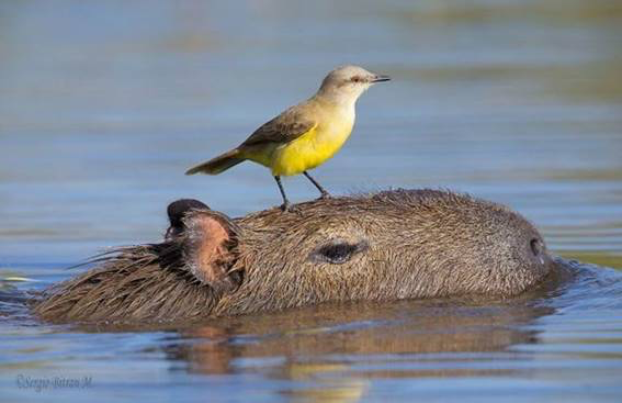 Capivara