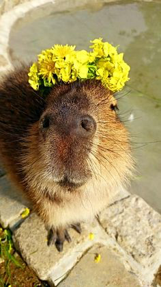 Capivara