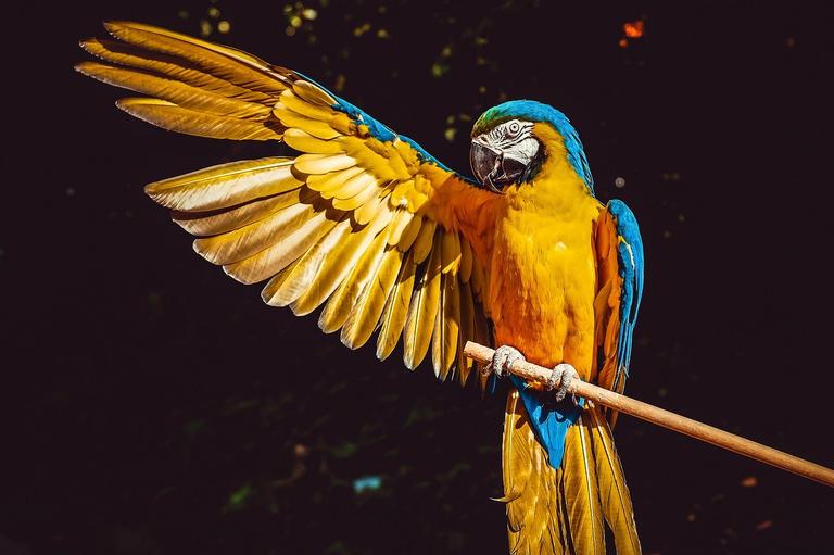 arara