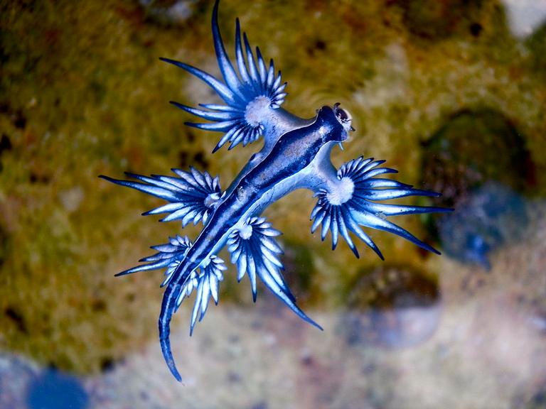 glaucus