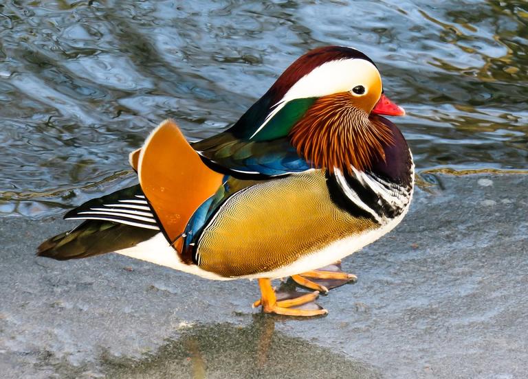 pato