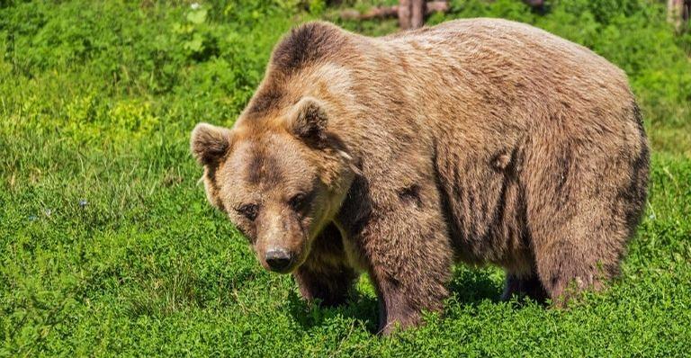 Do urso-malaio ao urso-beiçudo: Diferentes espécies de ursos