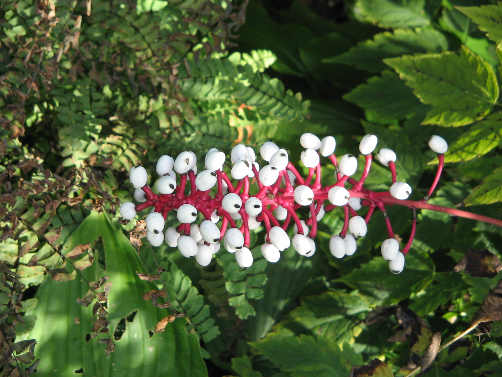 planta Olho-de-boneca