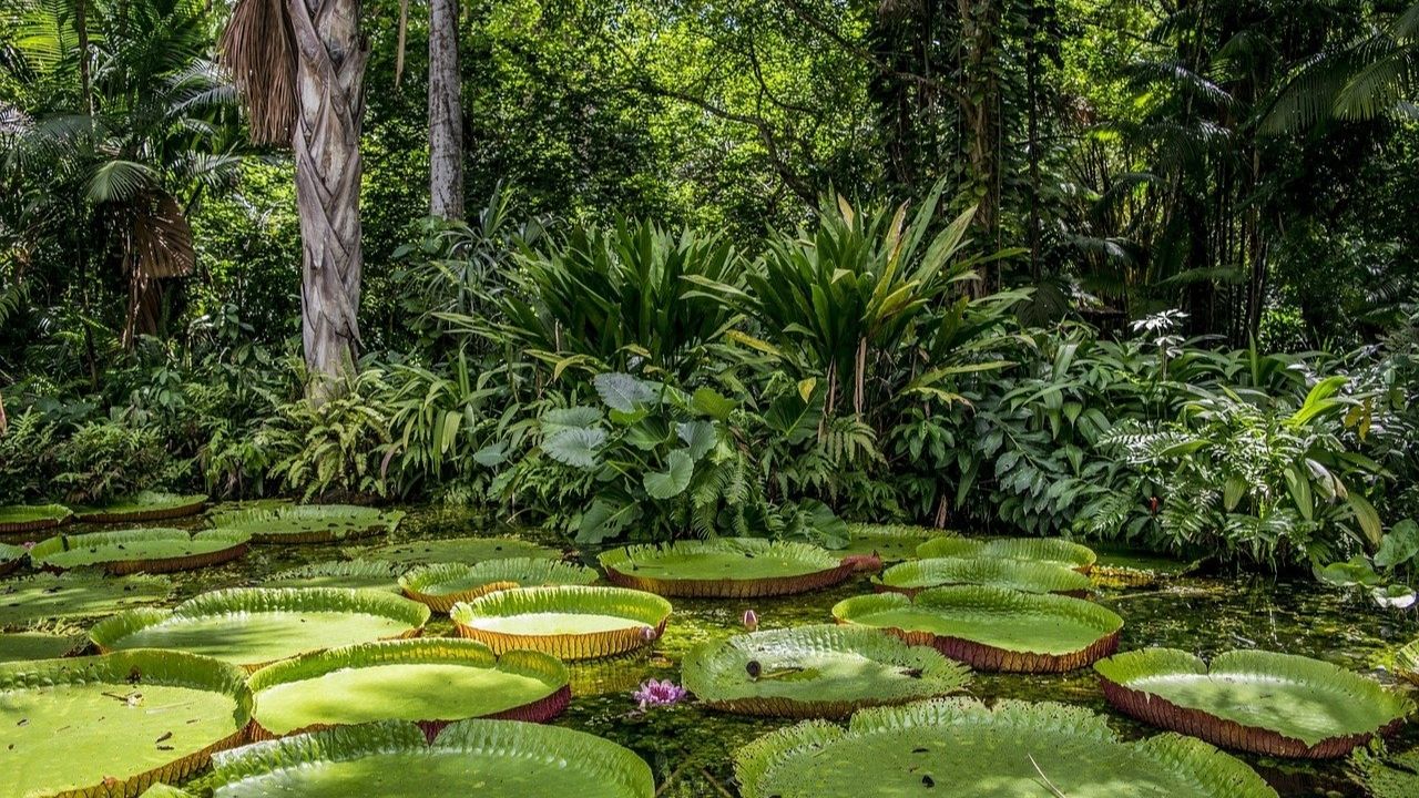 Quais são os biomas existentes no Brasil?